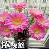 The large-flowered, charming yellow flower bed, the potted cactus of the Kreyssa cactus, is a good succulent plant to grow in the office thumbnail 4