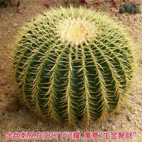 阳台庭院简单防辐射仙人球好养