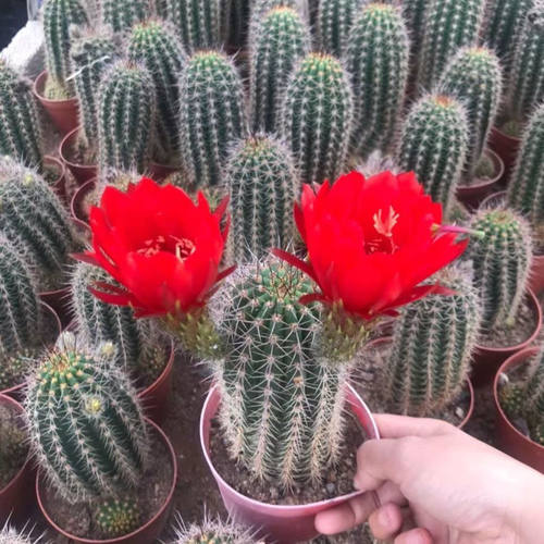 毛花柱开大花开红花阳台仙人球