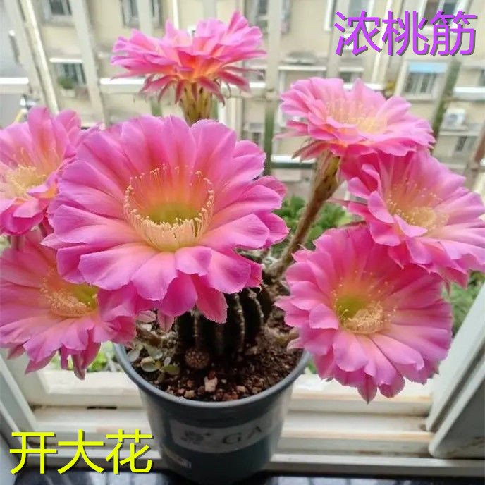 浓桃筋大花彩草开花仙人球毛花柱飞碟花卉盆栽大花仙人球盆栽开花