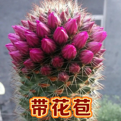 锦丸仙人球易开多花桌面盆栽