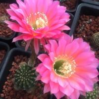 The large-flowered, charming yellow flower bed, the potted cactus of the Kreyssa cactus, is a good succulent plant to grow in the office thumbnail 8