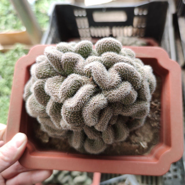 会开红花白檀缀化仙人掌仙人球办公室内桌面多肉植物防辐射小盆栽