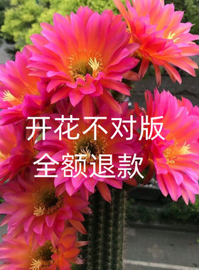 开大花办公室一般净化空气仙人球