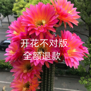 开大花毛花柱杂交彩草飞碟大花品种室内绿植好养活多肉植物防辐射
