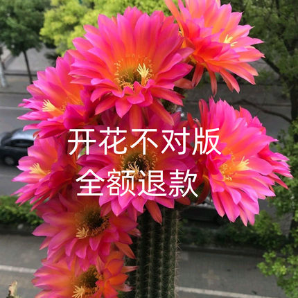 开大花毛花柱杂交飞碟大花品种彩草室内好养多肉植物仙人球防辐射