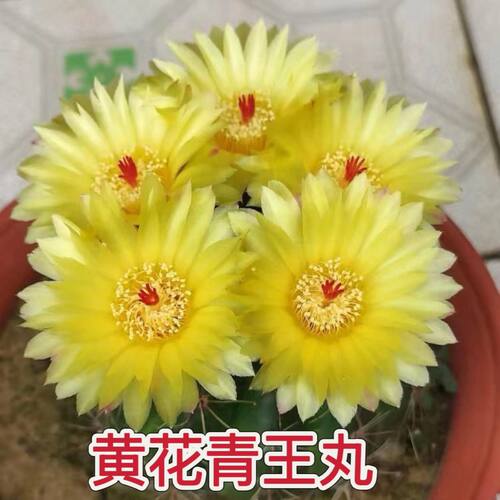 阳台简单防辐射开花仙人球大花