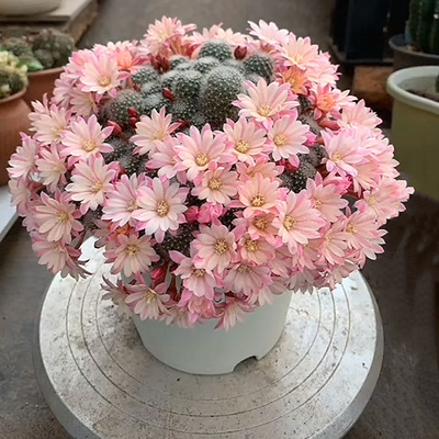 桌面仙人球开花仙人球