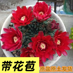 会开花的仙人球绯花玉带花苞办公室内桌面盆栽防辐射多肉植物四季