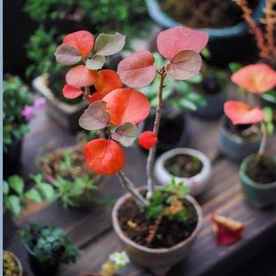 直播间一物一拍链接掌中宝各种小品盆景