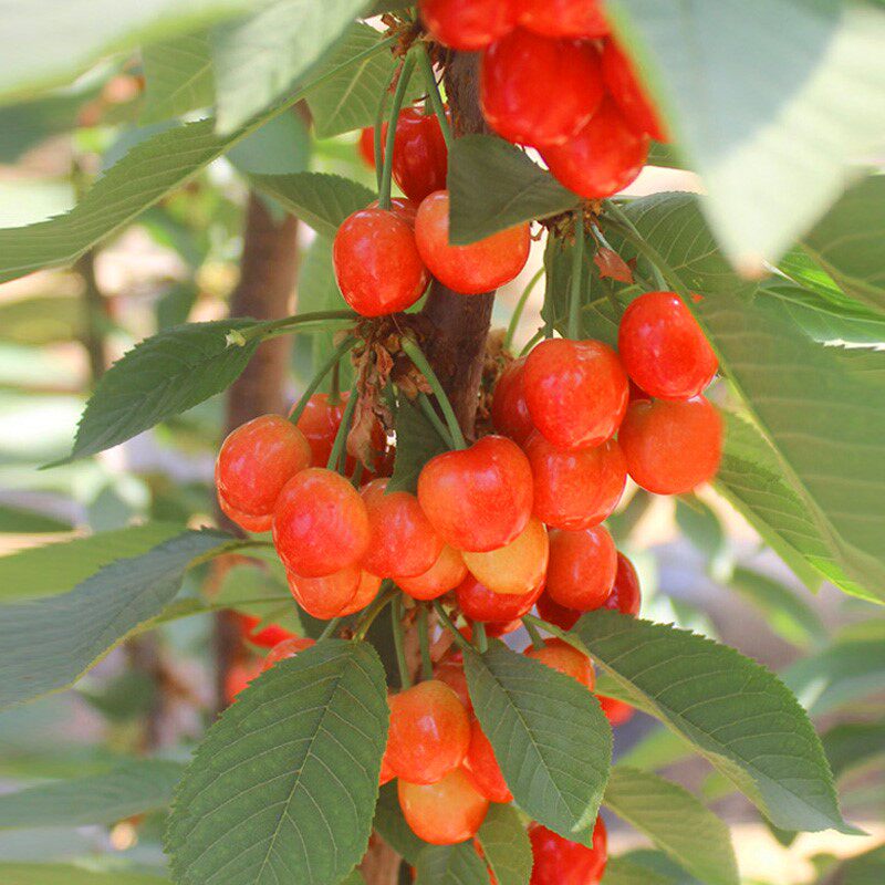 新品种特大早熟樱桃树苖南阳红黄果耐寒全国易种嫁接樱桃苖果树苖