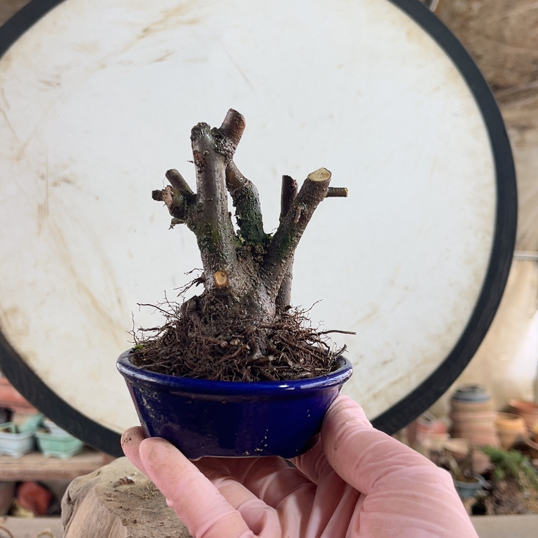 38老桩一本丛林榠栌海棠不带盆,鲜花速递/花卉仿真/绿植园艺,造型盆景,淘宝优惠券,粉丝福利购,淘宝优惠卷