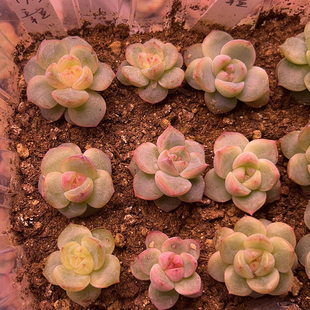 24年多肉景天杂交种子 13珍妮  婉儿（玉杯x钻石）x梦露 满50包邮