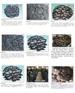 969 灰美2号 平菇菌种 原种 栽培种 姬菇 二级三级种 麦粒枝条种