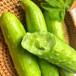 正宗山东海阳新鲜白玉黄瓜当季蔬菜现摘农家自种生吃水果