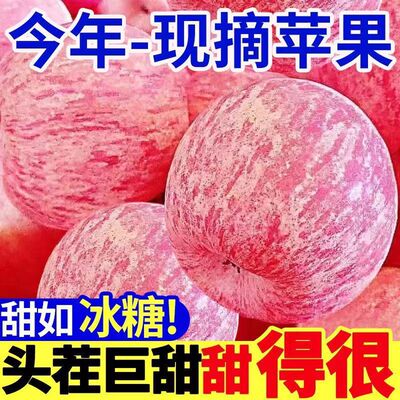 2025年头茬陕西洛川正宗红富士苹果5斤新鲜水果现摘现发精选大果
