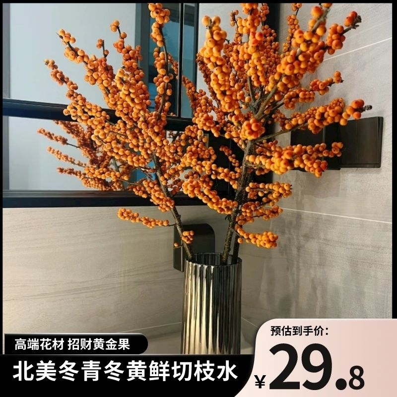 北美冬青橙色果子黄金万两办公室爱马仕橙色年宵花送礼支持一件发