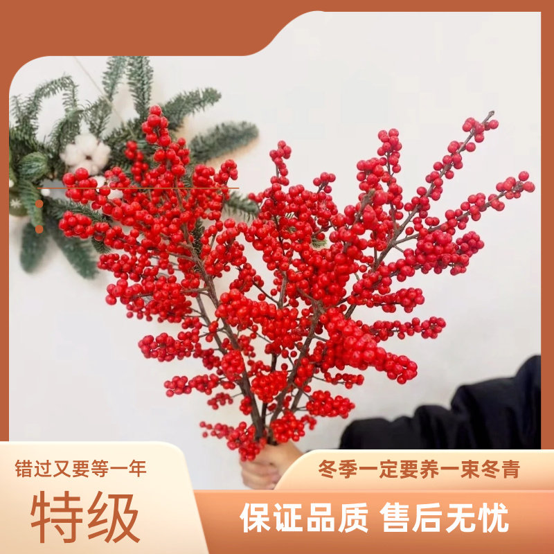 一件代发北美冬青红果年宵花水培红果枝年宵花送朋友花瓶乔迁,鲜花速递/花卉仿真/绿植园艺,周期订阅鲜花,淘宝优惠券,粉丝福利购,淘宝优惠卷