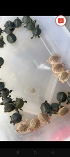 黑巴龟黑化巴西龟黑巴苗变异深水龟宠物龟红面安布龟黄缘龟亚巨苗