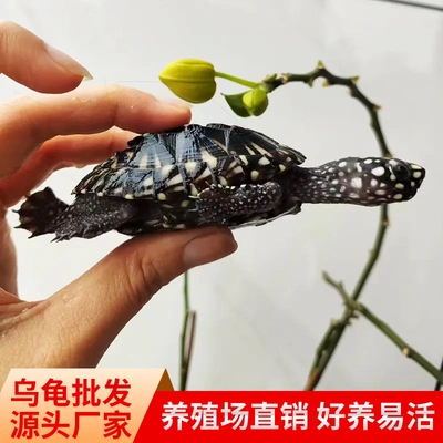 热带斑点龟深水龟观赏宠物龟吃粪龟鱼缸清洁龟新手易养活正宗斑点