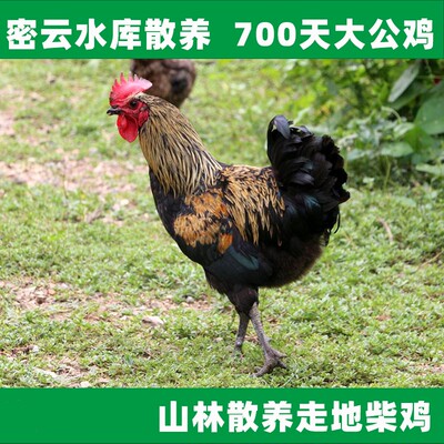 北京新鲜土鸡肉3斤包邮