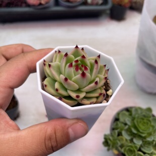 带盆托斯卡 盆6厘米满9.9元包邮多肉植物