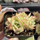 带盆多头牡丹亭5厘米左右满9.9元 包邮 多肉植物