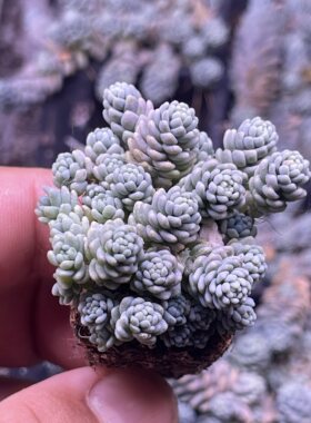 小姬星美人3厘米左右满9.9元包邮多肉植物