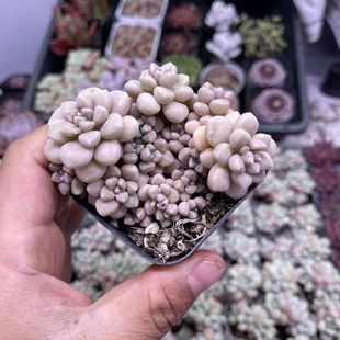 带盆丸叶姬秋丽5厘米左右满9.9元包邮多肉植物