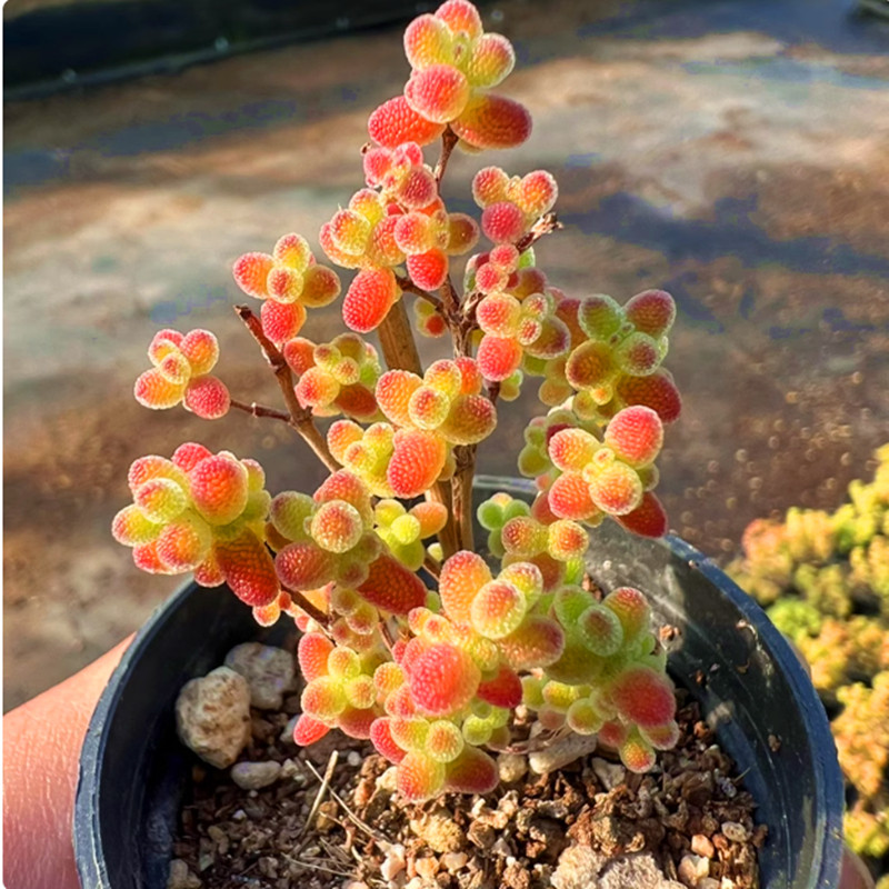 带盆蜜桔糖球枝干番杏 5厘米盆满9.9元包邮多肉植物,鲜花速递/花卉仿真/绿植园艺,多肉植物,淘宝优惠券,粉丝福利购,淘宝优惠卷