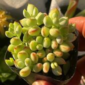 多肉植物 包邮 带盆达摩福娘 满9.9元