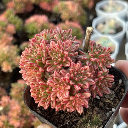 带盆儿童节4厘米左右满9.9元包邮多肉植物