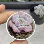 带盆雪桃3厘米左右满9.9元 包邮 多肉植物