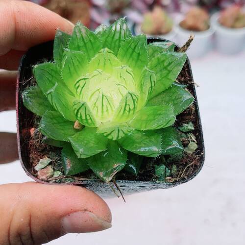带盆玉露宝莲灯  满9.9元包邮多肉植物