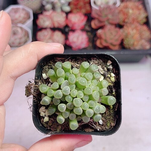 带盆五十灵玉4厘米左右满9.9元包邮多肉植物