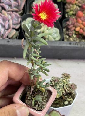 小龙须海棠3厘米左右有的不带花苞满9.9元包邮多肉植物