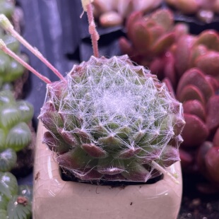 小蛛丝卷绢3厘米左右满9.9元包邮多肉植物