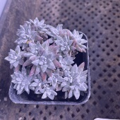 包邮 带盆白菊6厘米左右 满9.9元 多肉植物