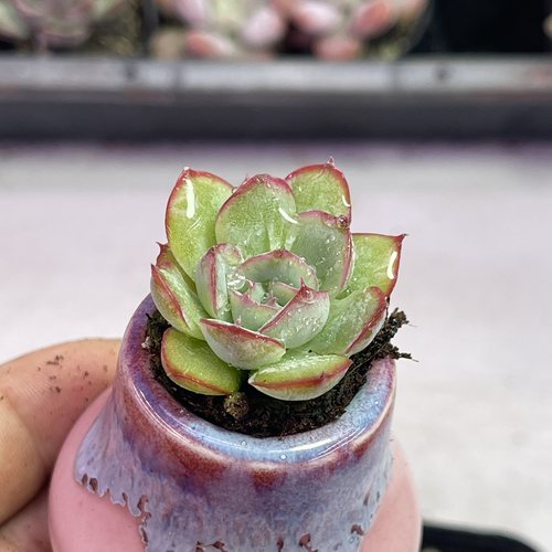 小侧影3厘米左右满9.9元包邮多肉植物