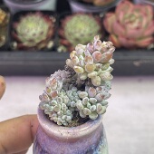 小蓝豆3厘米左右满9.9元 包邮 多肉植物