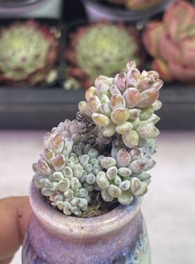 小蓝豆3厘米左右满9.9元包邮多肉植物