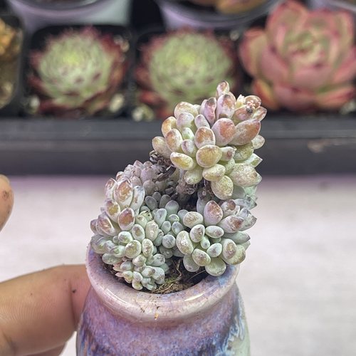 小蓝豆3厘米左右满9.9元包邮多肉植物