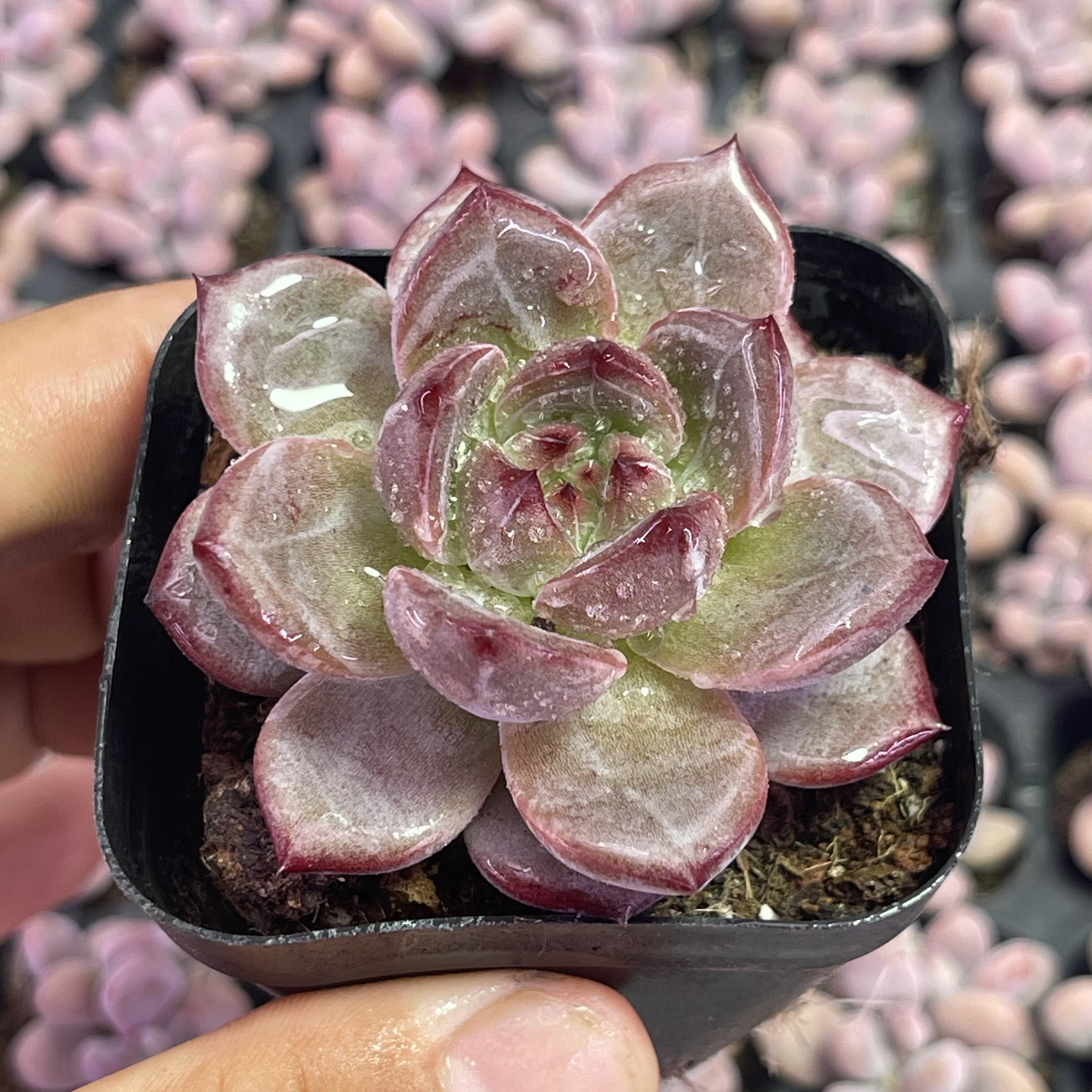 带盆夜魔侠5厘米左右满9.9元包邮多肉植物
