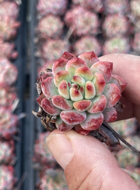 小蓝苹果3厘米左右满9.9元包邮多肉植物
