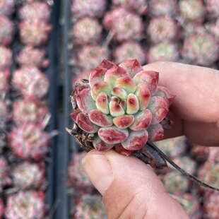 小蓝苹果3厘米左右满9.9元 多肉植物 包邮