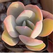 包邮 小奶茶 3厘米左右满9.9元 多肉植物