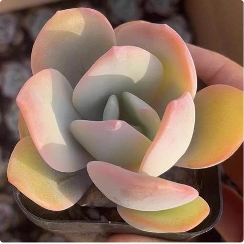 小奶茶 3厘米左右满9.9元包邮多肉植物