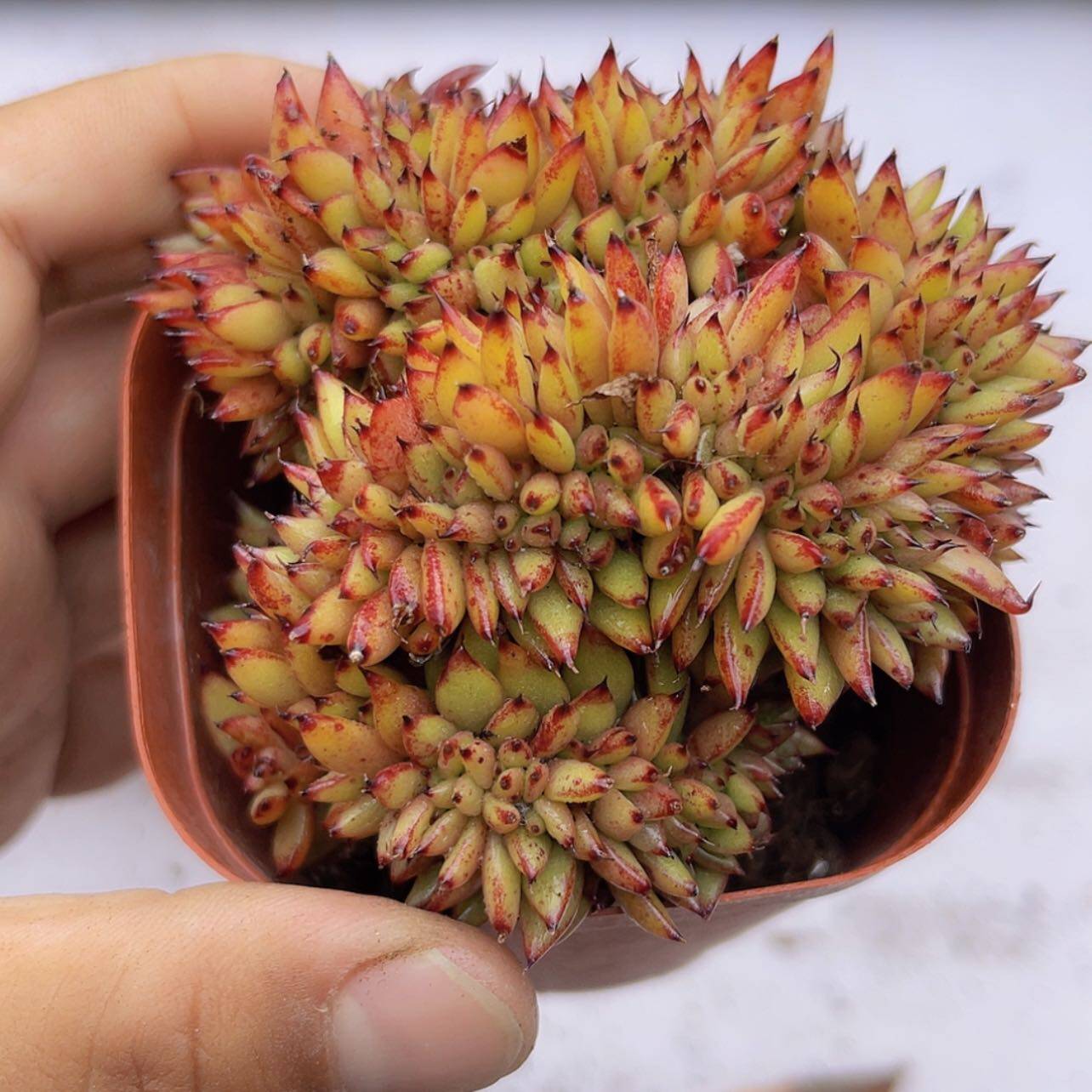 带盆虎鲸缀化 5厘米左右满9.9元包邮多肉植物