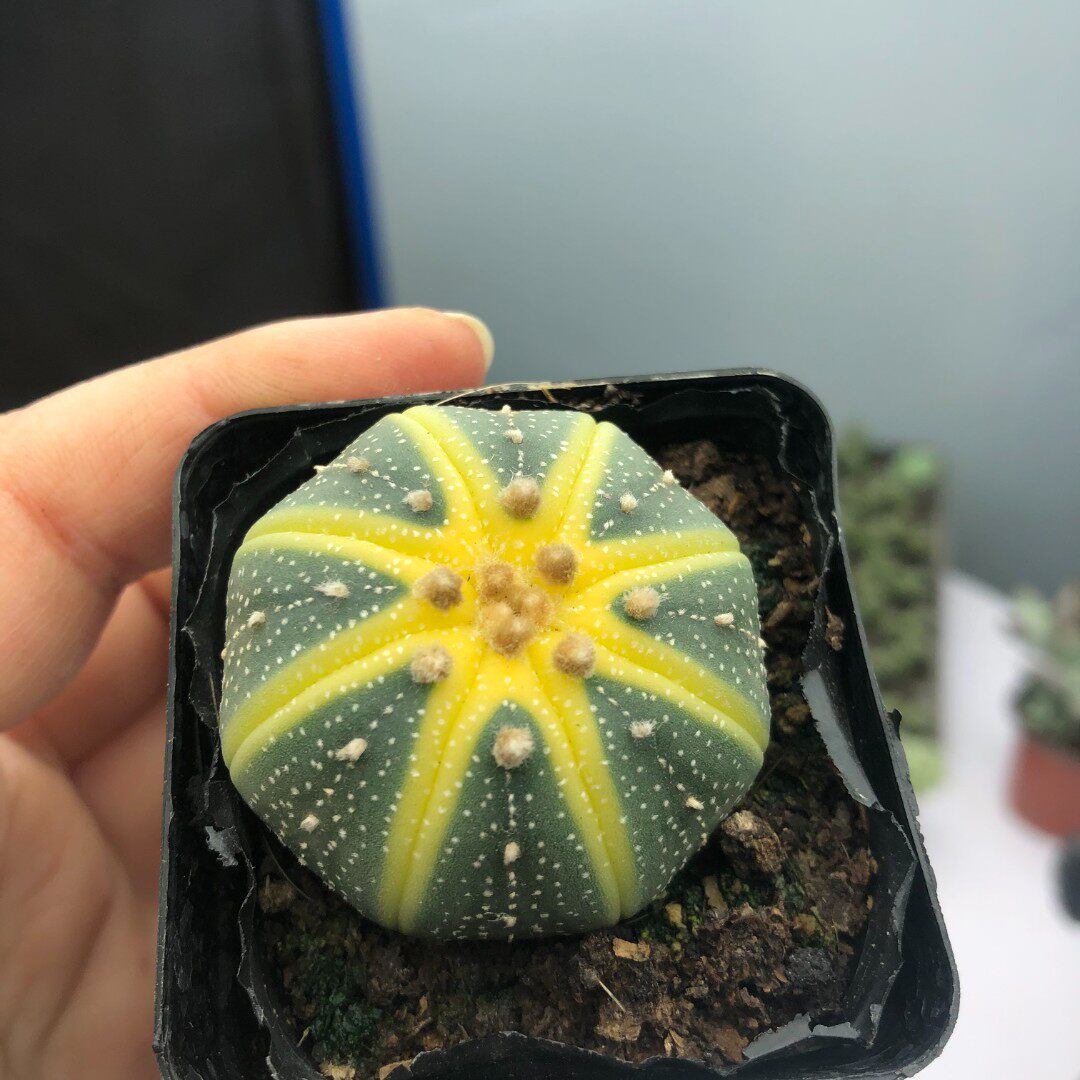 带盆星兜锦 5厘米左右满9.9元包邮多肉植物