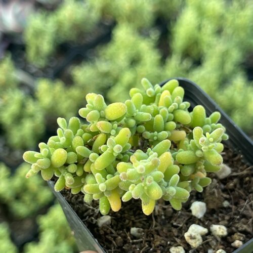 带盆米粒枝干番杏4厘米左右满9.9元包邮多肉植物
